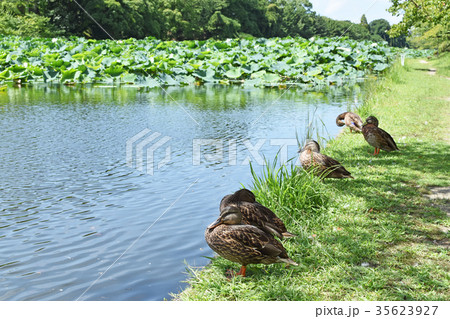 水辺で休むカモ 35623927