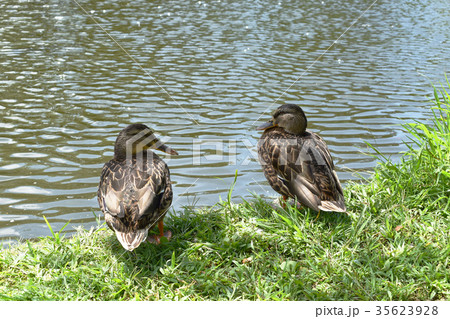 水辺で休むつがいのカモ 35623928
