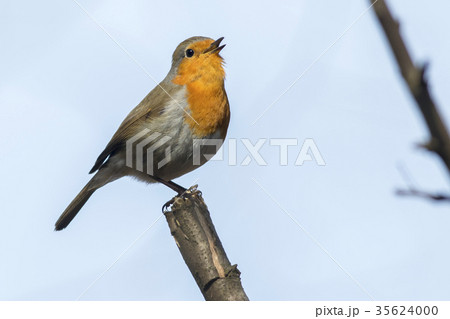 Robin redbreast (Erithacus rubicula) Robin redbreast (Erithacus rubicula) 35624000