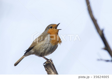 Robin redbreast (Erithacus rubicula) Robin redbreast (Erithacus rubicula) 35624005