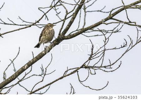 Water pipit (Anthus spinoletta) 35624103
