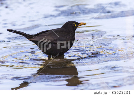 Blackbird (Turdus merula) 35625231