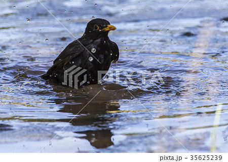 Blackbird (Turdus merula) 35625239