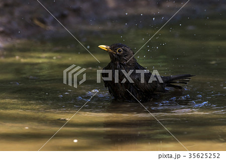 Blackbird (Turdus merula) 35625252