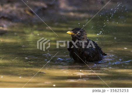 Blackbird (Turdus merula) 35625253
