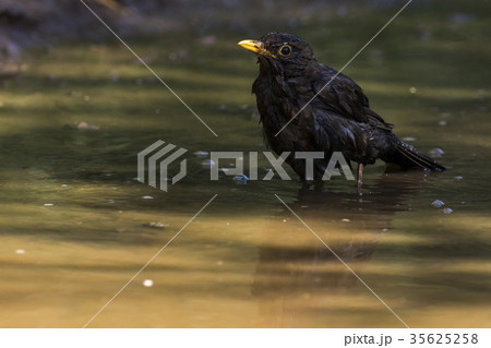 Blackbird (Turdus merula) Blackbird (Turdus merula) 35625258