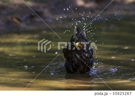 Blackbird (Turdus merula) 35625267