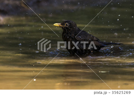 Blackbird (Turdus merula) 35625269