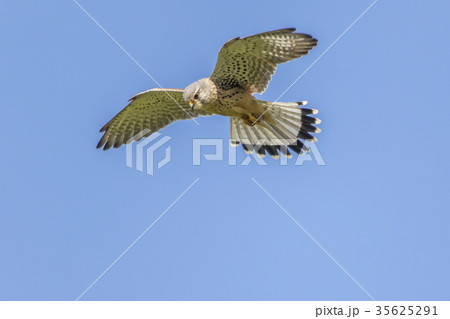 Common krestel (Falco tinnunculus) 35625291
