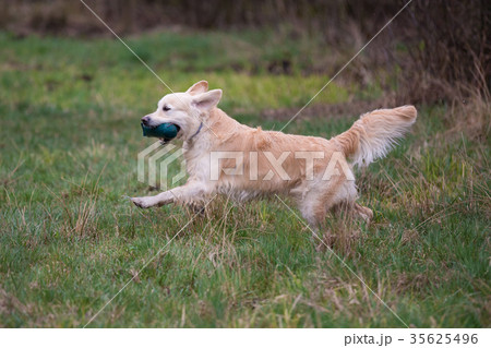 Dog on the run. Breed dog Golden Retriever 35625496