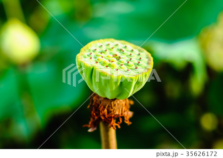 Lotus shower Lotus shower 35626172