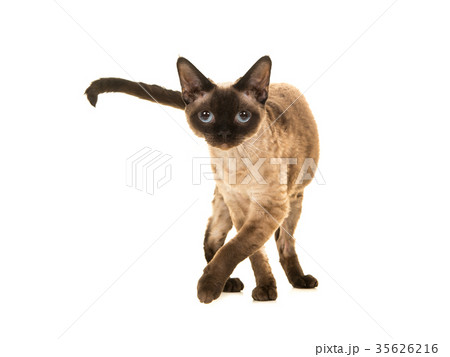 Devon rex with blue eyes walking to the camera  35626216