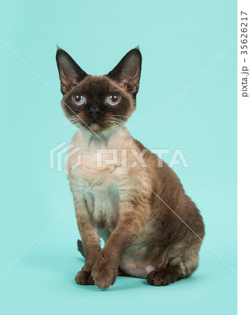 Devon rex cat on a blue background 35626217