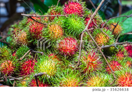Thai fruits in the garden to bring tourists to eat Thai fruits in the garden to bring tourists to eat 35626638