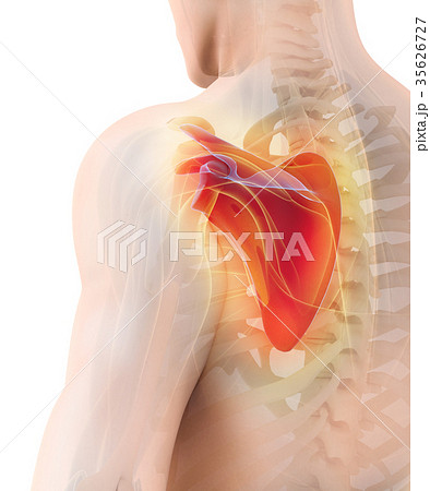 3d Illustration Of Scapula Medical Concept のイラスト素材