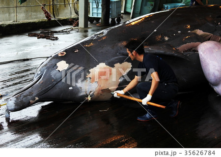 国内捕鯨　千葉県和田浦　ツチクジラ 35626784