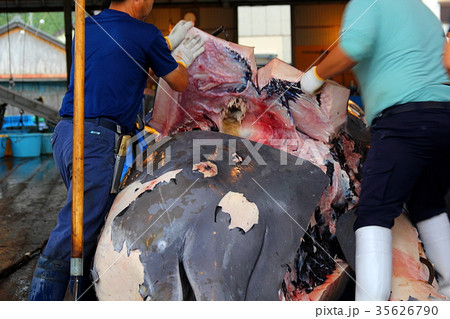 国内捕鯨　千葉県和田浦　ツチクジラ 35626790