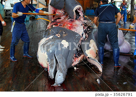 国内捕鯨 千葉県和田浦 ツチクジラ 国内捕鯨 千葉県和田浦 ツチクジラ 35626791