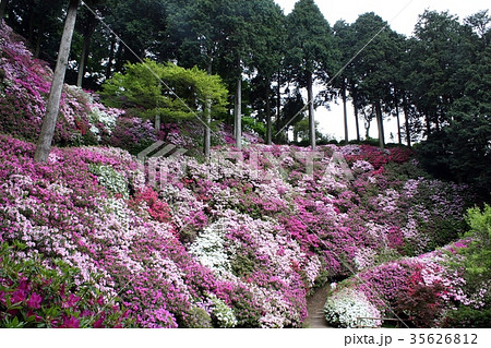 つつじ寺・大興善寺 35626812
