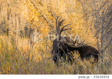 Bull Moose in Fall Bull Moose in Fall 35626959