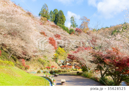Nagoya, Obara Sakura in autumn Nagoya, Obara Sakura in autumn 35628525