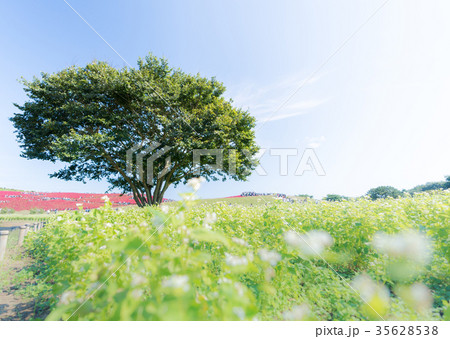 Kochia and cosmos filed Hitachi Ibaraki Japan Kochia and cosmos filed Hitachi Ibaraki Japan 35628538