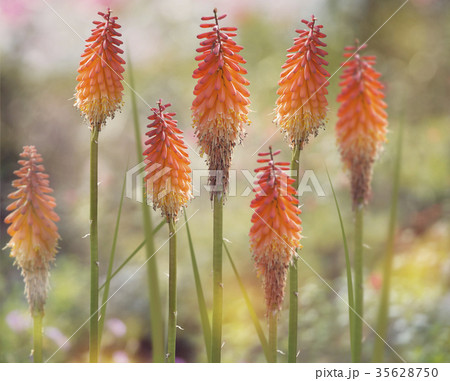 Red Hot Poker flowers  or kniphofia Red Hot Poker flowers  or kniphofia 35628750
