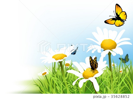 Butterflies and Daisy Background 35628852
