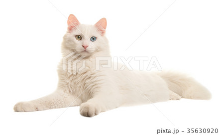 White turkish angora odd eye cat lying down  35630920
