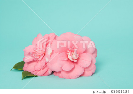 Two blooming pink camelia flowers Two blooming pink camelia flowers 35631182