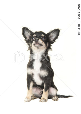 Adult chihuahua dog sitting and looking up Adult chihuahua dog sitting and looking up 35631206