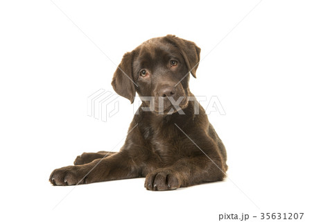 Lying down brown labrador retriever puppy 35631207