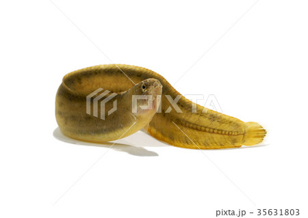 ギンポ ギンポ 35631803