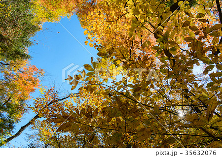 塩原の紅葉 35632076