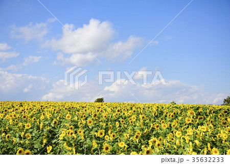 一面のヒマワリと青空 35632233