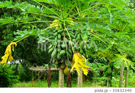 Papaya tree Papaya tree 35632340