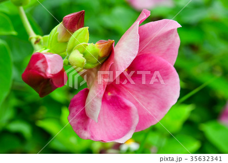 Pink flower Pink flower 35632341