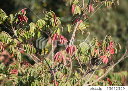 紅葉とメジロ 35632599