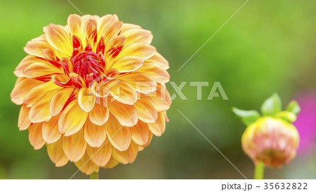 ダリア 16:9 ダリア 16:9 35632822