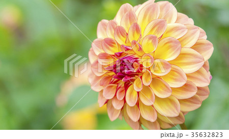ダリア 16:9 ダリア 16:9 35632823