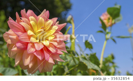 ダリア　16：9 35632854