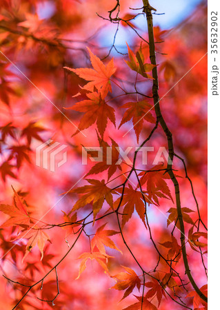 紅葉・秋イメージ 紅葉・秋イメージ 35632902