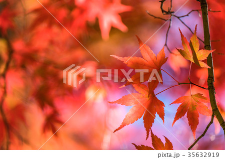 紅葉・秋イメージ 35632919