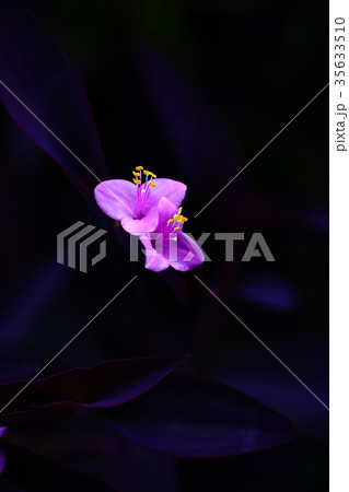 日陰に咲くムラサキゴテンの花 日陰に咲くムラサキゴテンの花 35633510