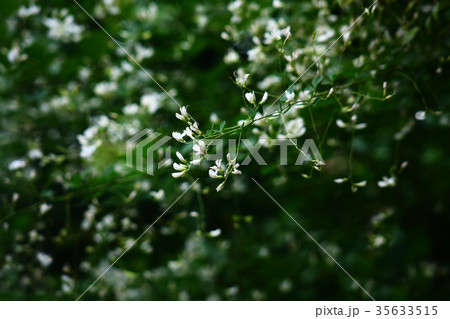 シラハギの花咲く シラハギの花咲く 35633515