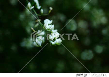 シラハギの花咲く シラハギの花咲く 35633516