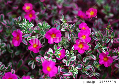 斑入りポーチュラカの花 斑入りポーチュラカの花 35633519