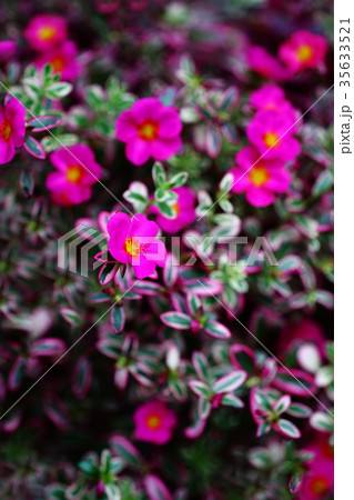 斑入りポーチュラカの花 35633521