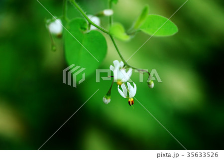 野草　ヒヨドリジョウゴの花 35633526