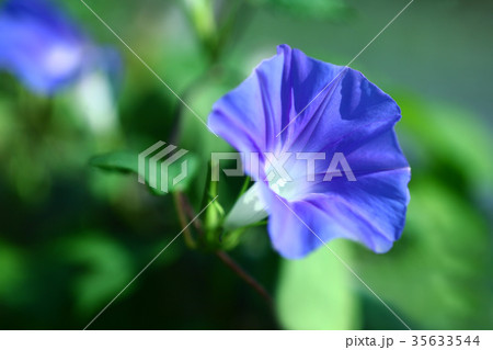 朝顔 青色の花の写真素材